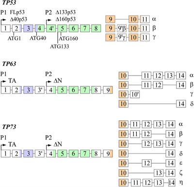 The p53 Family: A Role in Lipid and Iron Metabolism